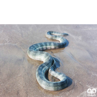 گونه مار دریایی نوک دار Beaked Sea Snake